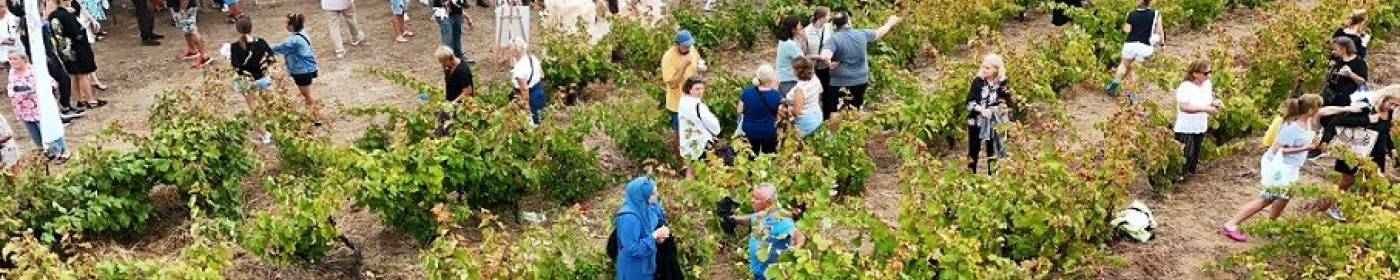 İDO, AVŞA’NIN BAĞBOZUMU COŞKUSUNDA BU YIL DA YERİNİ ALIYOR